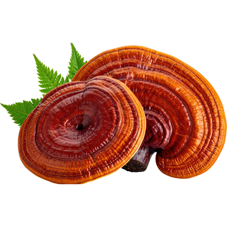 Journal of Ethnopharmacology, 2016